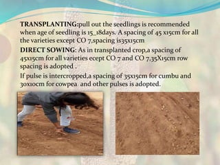 TRANSPLANTING:pull out the seedlings is recommended
when age of seedling is 15_18days. A spacing of 45 x15cm for all
the varieties except CO 7,spacing is35x15cm
DIRECT SOWING: As in transplanted crop,a spacing of
45x15cm for all varieties ecept CO 7 and CO 7,35X15cm row
spacing is adopted .
If pulse is intercropped,a spacing of 35x15cm for cumbu and
30x10cm for cowpea and other pulses is adopted.
 