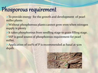 To provide energy for the growth and development of pearl
millet plants
Without phosphorous plants cannot grow even when nitrogen
supply is plenty
It takes phosphorous from seedling stage to grain filling stage.
SSP is good source of phosphorous requirement for pearl
millet.
Application of 100% of P is recommended as basal at 5cm
depth.
 