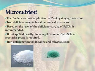 For Zn deficient soil,application of ZnSO4 at 25kg/ha is done
Iron deficiency occurs in saline and calcareous soil.
Based on the level of the deficiency,12.5 kg of FeSO4 is
recommended.
If not applied basally , foliar application of 1% FeSO4 at
vegetative phase is required.
Iron deficiency occurs in saline and calcareous soil.
 