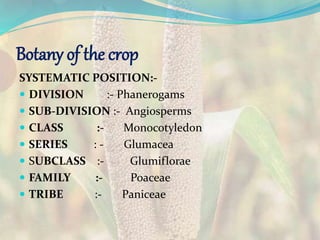 Botany of the crop
SYSTEMATIC POSITION:-
 DIVISION :- Phanerogams
 SUB-DIVISION :- Angiosperms
 CLASS :- Monocotyledon
 SERIES : - Glumacea
 SUBCLASS :- Glumiflorae
 FAMILY :- Poaceae
 TRIBE :- Paniceae
 