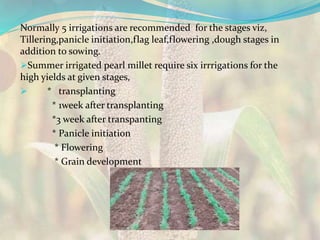 Normally 5 irrigations are recommended for the stages viz,
Tillering,panicle initiation,flag leaf,flowering ,dough stages in
addition to sowing.
Summer irrigated pearl millet require six irrrigations for the
high yields at given stages,
 * transplanting
* 1week after transplanting
*3 week after transpanting
* Panicle initiation
* Flowering
* Grain development
 