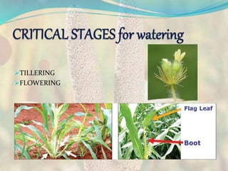 TILLERING
FLOWERING
 