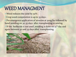 Weed reduces the yield by 50% .
Crop weed competetion is up to 35 days .
Pre emergence application of atrazine at 500g/ha followed by
hand weeding on 30-35 days after transplanting or sowing.
If the herbicide is not used ,weeding is done on 15th day and
again between 30 and 35 days after transplanting.
 