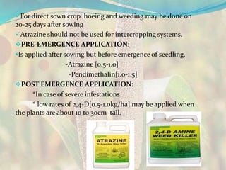 For direct sown crop ,hoeing and weeding may be done on
20-25 days after sowing
Atrazine should not be used for intercropping systems.
PRE-EMERGENCE APPLICATION:
Is applied after sowing but before emergence of seedling.
-Atrazine [0.5-1.0]
-Pendimethalin[1.0-1.5]
POST EMERGENCE APPLICATION:
*In case of severe infestations
* low rates of 2,4-D[0.5-1.0kg/ha] may be applied when
the plants are about 10 to 30cm tall.
 