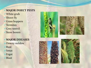 MAJOR INSECT PESTS
White grub
Shoot fly
Grass hoppers
Termites
Grey weevil
Stem borers
MAJOR DISEASES
Downy mildew
Rust
Smut
Ergot
Blast
 
