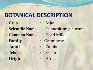 BOTANICAL DESCRIPTION
Crop :- Bajra
Scientific Name :- Pennesitum glaucum
Common Name :- Pearl Millet
Family :- Gramineae
Tamil :- Cumbu
Telugu :- Sajalu
Origin :- Africa
 