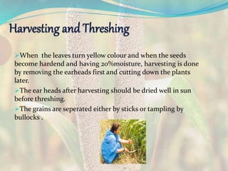 When the leaves turn yellow colour and when the seeds
become hardend and having 20%moisture, harvesting is done
by removing the earheads first and cutting down the plants
later.
The ear heads after harvesting should be dried well in sun
before threshing.
The grains are seperated either by sticks or tampling by
bullocks .
 