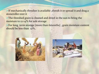 If mechanically thresher is available ,thresh it or spread it and drag a
stoneroller over it
The threshed grain is cleaned and dried in the sun to bring the
moisture to 12-14% for safe storage
For long term storage [more than 6months] , grain moisture content
should be less than 12%.
 