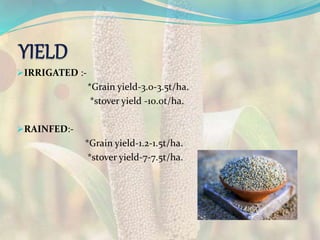 IRRIGATED :-
*Grain yield-3.0-3.5t/ha.
*stover yield -10.0t/ha.
RAINFED:-
*Grain yield-1.2-1.5t/ha.
*stover yield-7-7.5t/ha.
 