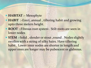  HABITAT :- Mesophyte
 HABIT :-Erect, annual , tillering habit and growing
upto three meters height.
 ROOT :-Fibrous root system . Stilt roots are seen in
lower nodes
 STEM :-Solid , slender or stout ,round . Nodes slightly
swollen with a string of silky hairs. Have tillering
habit . Lower inter nodes are shorter in length and
upper ones are longer may be pubescent or glabrous.
 