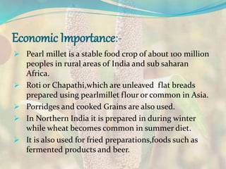 Economic Importance:-
 Pearl millet is a stable food crop of about 100 million
peoples in rural areas of India and sub saharan
Africa.
 Roti or Chapathi,which are unleaved flat breads
prepared using pearlmillet flour or common in Asia.
 Porridges and cooked Grains are also used.
 In Northern India it is prepared in during winter
while wheat becomes common in summer diet.
 It is also used for fried preparations,foods such as
fermented products and beer.
 