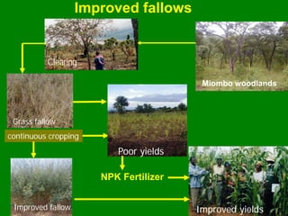Demystifying the Role of Agroforestry in Biodiversity Conservation ...