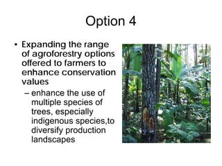 Demystifying the Role of Agroforestry in Biodiversity Conservation ...