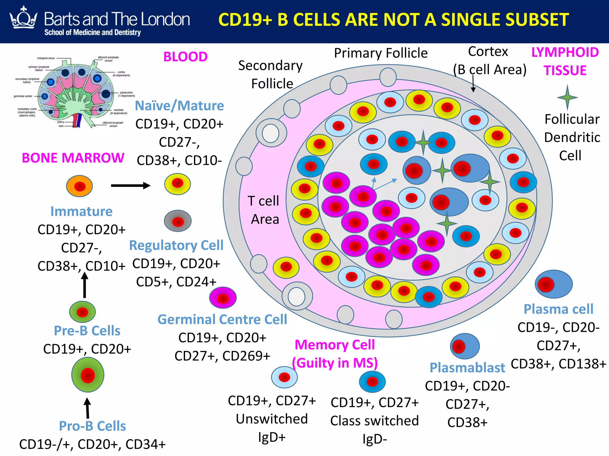 BLOOD
Memory Cell
(Guilty in MS)
CD19+, CD27+
Unswitched
IgD+
CD19+, CD27+
Class switched
IgD-
Plasmablast
CD19+, CD20-
CD27+,
CD38+
Immature
CD19+, CD20+
CD27-,
CD38+, CD10+
Pre-B Cells
CD19+, CD20+
Plasma cell
CD19-, CD20-
CD27+,
CD38+, CD138+
BONE MARROW
Germinal Centre Cell
CD19+, CD20+
CD27+, CD269+
LYMPHOID
TISSUE
Primary Follicle Cortex
(B cell Area)Secondary
Follicle
T cell
Area
Follicular
Dendritic
Cell
Pro-B Cells
CD19-/+, CD20+, CD34+
Naïve/Mature
CD19+, CD20+
CD27-,
CD38+, CD10-
Regulatory Cell
CD19+, CD20+
CD5+, CD24+
CD19+ B CELLS ARE NOT A SINGLE SUBSET
 