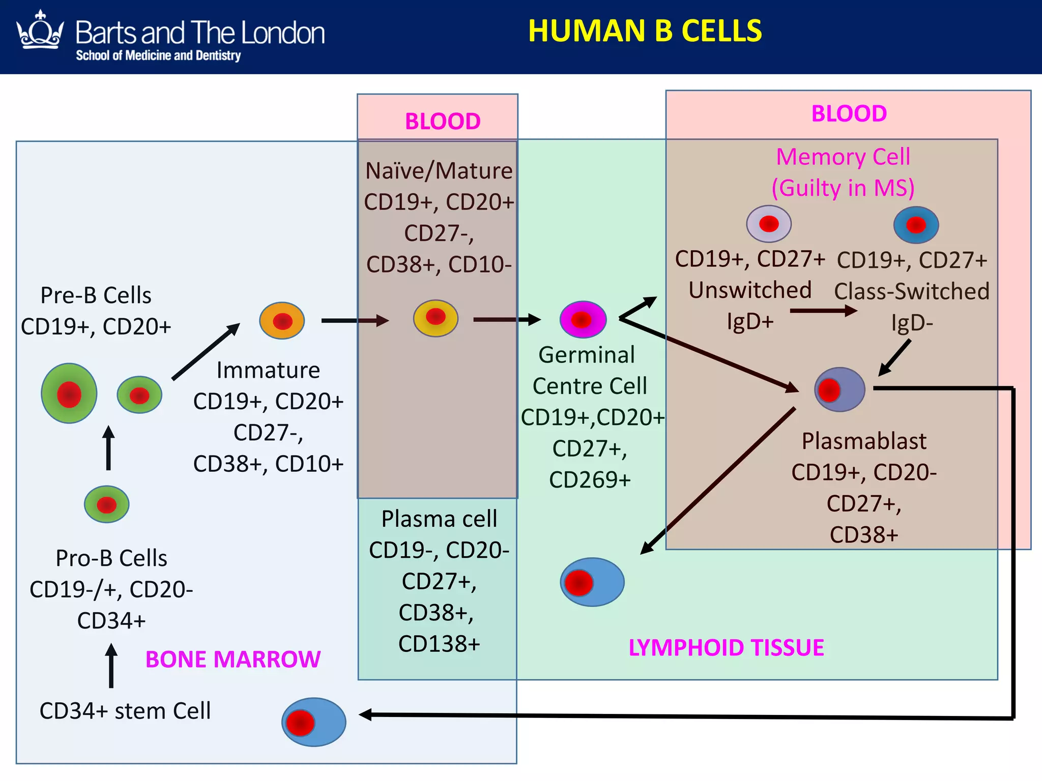 CD19+, CD27+
Class-Switched
IgD-
Germinal
Centre Cell
CD19+,CD20+
CD27+,
CD269+
BLOOD
Memory Cell
(Guilty in MS)
CD19+, CD27+
Unswitched
IgD+
Plasmablast
CD19+, CD20-
CD27+,
CD38+
Naïve/Mature
CD19+, CD20+
CD27-,
CD38+, CD10-
Immature
CD19+, CD20+
CD27-,
CD38+, CD10+
Pre-B Cells
CD19+, CD20+
BONE MARROW
CD34+ stem Cell
HUMAN B CELLS
Pro-B Cells
CD19-/+, CD20-
CD34+
BLOOD
LYMPHOID TISSUE
Plasma cell
CD19-, CD20-
CD27+,
CD38+,
CD138+
 