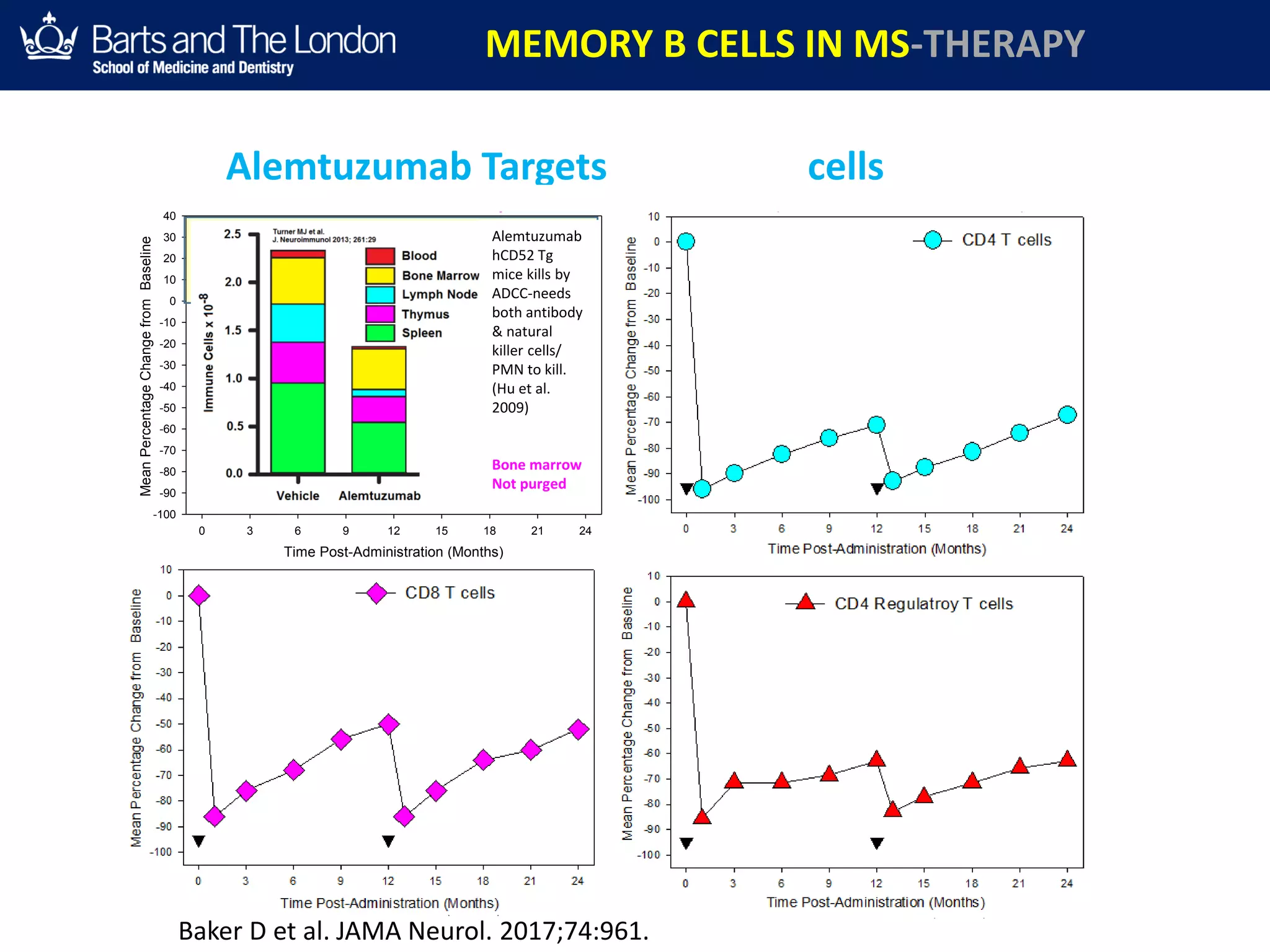 Time Post-Administration (Months)
0 3 6 9 12 15 18 21 24
MeanPercentageChangefromBaseline
-100
-90
-80
-70
-60
-50
-40
-30
-20
-10
0
10
20
30
40
Time Post-Administration (Months)
0 3 6 9 12 15 18 21 24
MeanPercentageChangefromBaseline
0
20
40
60
80
100
120
140
160
180
200
Immatute B cellsCD19 B cells
Time Post-Administration (Months)
0 3 6 9 12 15 18 21 24
MeanPercentageChangefromBaseline
-100
-80
-60
-40
-20
0
20
40
60
80
100
120
140
Mature
Naive B cells
Time Post-Administration (Months)
0 3 6 9 12 15 18 21 24
MeanPercentageChangefromBaseline
-100
-90
-80
-70
-60
-50
-40
-30
-20
-10
0
10
Memory B cells
Alemtuzumab Targets memory B cells
overshoot
overshoot
MEMORY B CELLS IN MS-THERAPY
Baker D et al. JAMA Neurol. 2017;74:961.
Alemtuzumab
hCD52 Tg
mice kills by
ADCC-needs
both antibody
& natural
killer cells/
PMN to kill.
(Hu et al.
2009)
Bone marrow
Not purged
Environment for Secondary B cell Autoimmunities (about 50% at 5 Years)
 