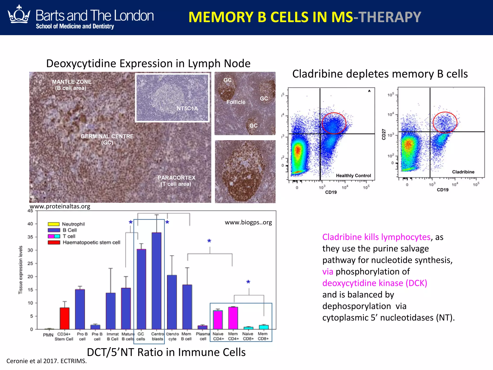 Control
Treated Treated
Treated
Control
Control
Cladribine kills lymphocytes, as
they use the purine salvage
pathway for nucleotide synthesis,
via phosphorylation of
deoxycytidine kinase (DCK)
and is balanced by
dephosporylation via
cytoplasmic 5’ nucleotidases (NT).
MEMORY B CELLS IN MS-THERAPY
Cladribine depletes memory B cells
Times post-administration (weeks)
0 4 8 12 16 20 24 28 32 36 40 44 48
MeanChangefromBaseline(%)
-100
-90
-80
-70
-60
-50
-40
-30
-20
-10
0
10
20
30
CD4 memory T cells
CD8 memory T cells
CD19 B cells
CLADRIBINE (CLARITY TRIAL)
Baker et al. Neurol N2. 2017; 4:e360
Ceronie et al 2017. ECTRIMS.
Deoxycytidine Expression in Lymph Node
DCT/5’NT Ratio in Immune Cells
PARACORTEX
(T cell area)
MANTLE ZONE
(B cell area)
GERMINAL CENTRE
(GC)
GC
GC
GC
Light Zone
Dark Zone
Follicle
NT5C1A
www.proteinaltas.org
www.biogps..org
 