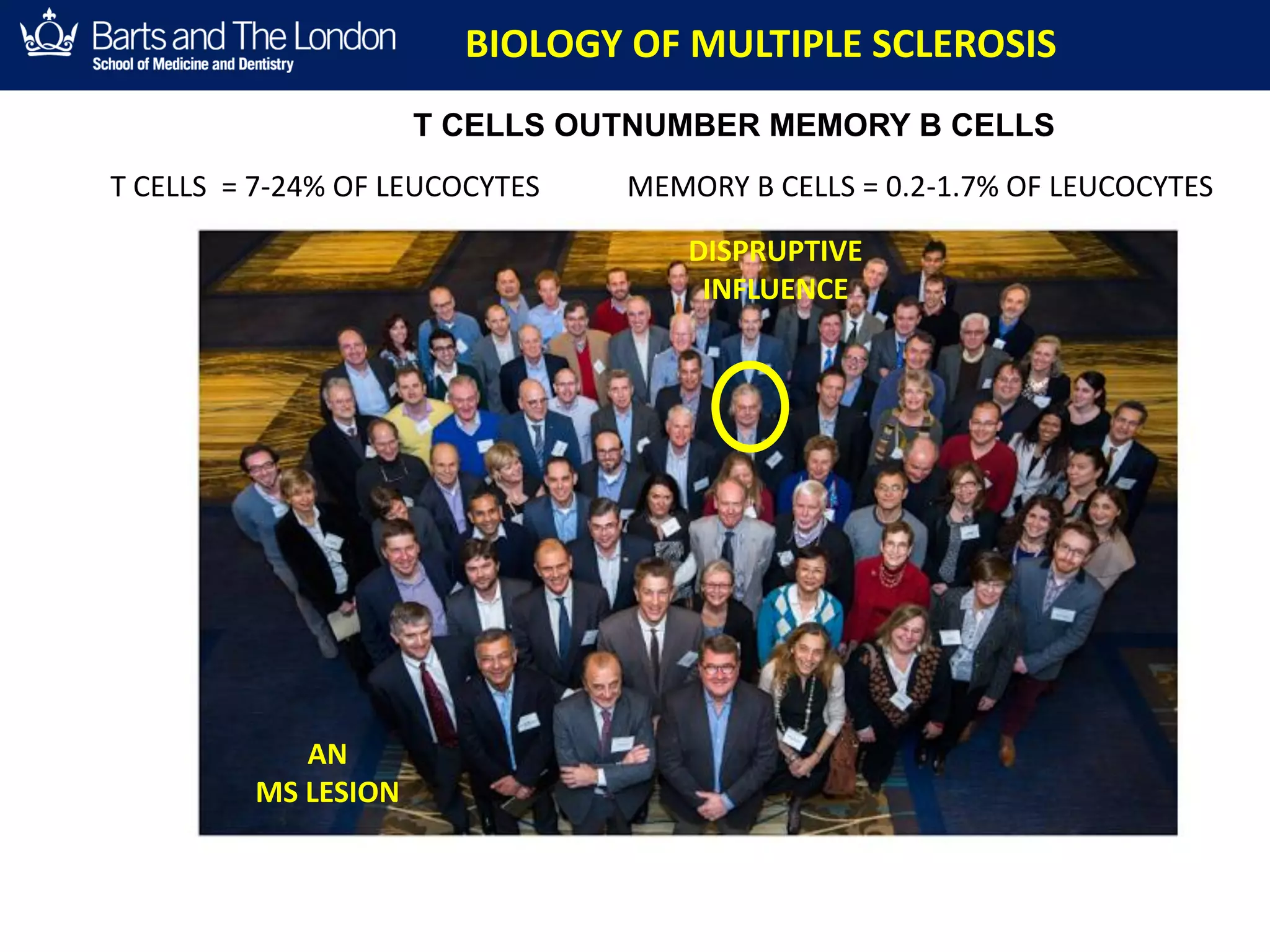 T CELLS OUTNUMBER MEMORY B CELLS
MYELIN = BROWN
DEMYELINATION
PERIVASCULAR
LESION
RELAPSING MS
BIOLOGY OF MULTIPLE SCLEROSIS
DISPRUPTIVE
INFLUENCE
AN
MS LESION
T CELLS = 7-24% OF LEUCOCYTES MEMORY B CELLS = 0.2-1.7% OF LEUCOCYTES
 