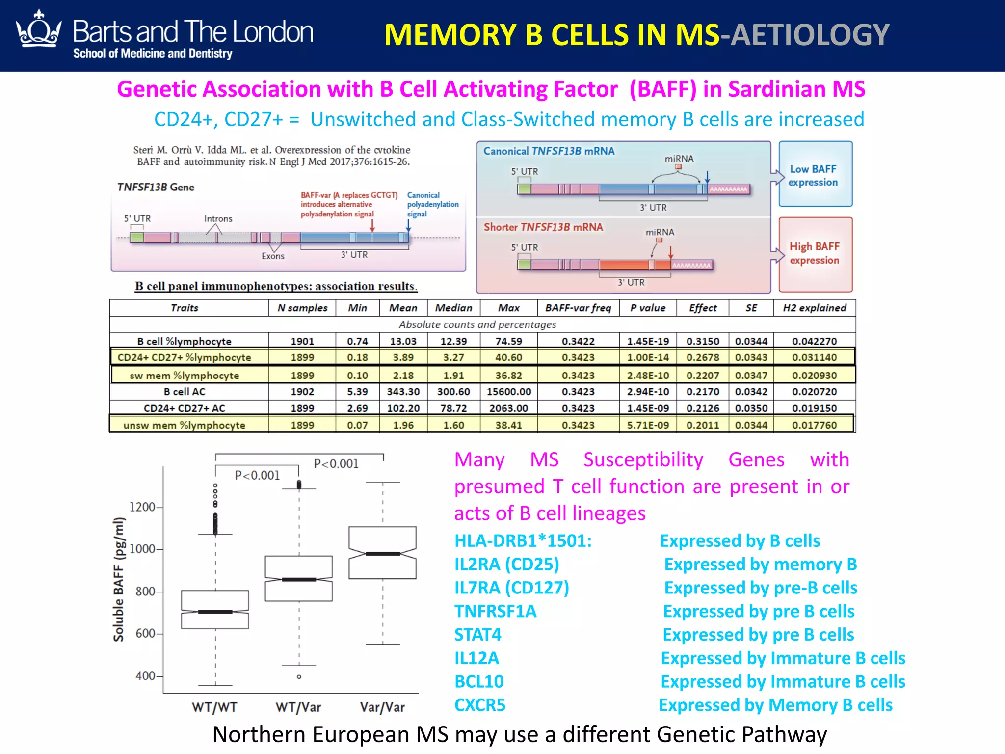 Genetic Association with B Cell Activating Factor (BAFF) in Sardinian MS
CD24+, CD27+ = Unswitched and Class-Switched memory B cells are increased
Northern European MS may use a different Genetic Pathway
MEMORY B CELLS IN MS-AETIOLOGY
HLA-DRB1*1501: Expressed
by B cells
IL2RA (CD25) Expressed
by memory B
IL7RA (CD127) Expressed
by pre-B cells
Many MS Susceptibility Genes with
presumed T cell function are present in or
acts of B cell lineages
HLA-DRB1*1501: Expressed by B cells
IL2RA (CD25) Expressed by memory B
IL7RA (CD127) Expressed by pre-B cells
TNFRSF1A Expressed by pre B cells
STAT4 Expressed by pre B cells
IL12A Expressed by Immature B cells
BCL10 Expressed by Immature B cells
CXCR5 Expressed by Memory B cells
 
