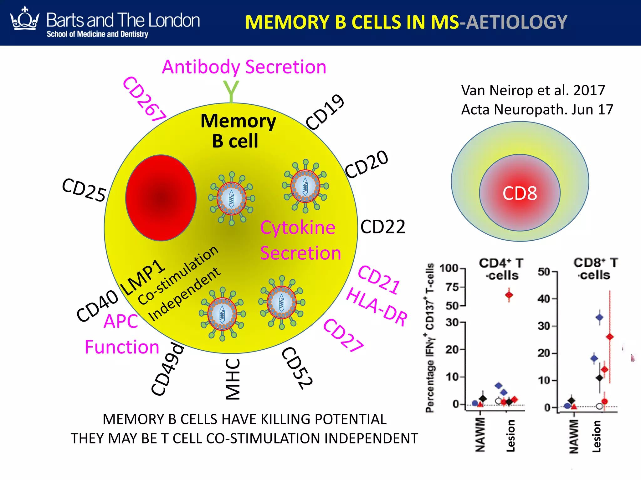 MEMORY B CELLS IN MS-AETIOLOGY
Antibody Secretion
Cytokine
Secretion
APC
Function
B cell
CD22MHC
Y
EBV
HSCT
Burns DM et al.Blood. 2015;126:
Memory
EBV
CD8
Van Neirop et al. 2017
Acta Neuropath. Jun 17
Lesion
Lesion
MEMORY B CELLS HAVE KILLING POTENTIAL
THEY MAY BE T CELL CO-STIMULATION INDEPENDENT
 