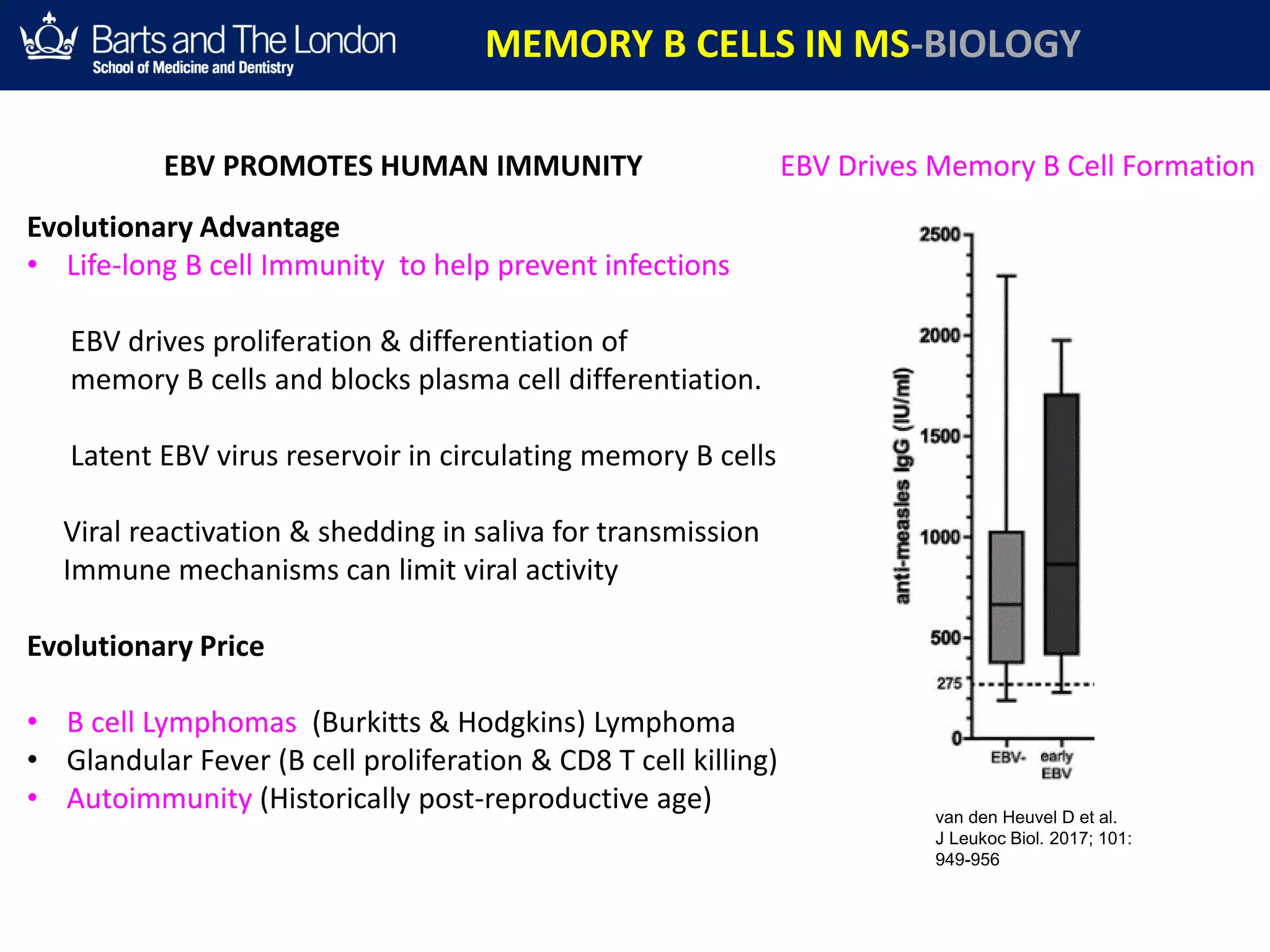 EBV Drives Memory B Cell FormationEBV PROMOTES HUMAN IMMUNITY
van den Heuvel D et al.
J Leukoc Biol. 2017; 101:
949-956
Evolutionary Advantage
• Life-long B cell Immunity to help prevent infections
EBV drives proliferation & differentiation of
memory B cells and blocks plasma cell differentiation.
Latent EBV virus reservoir in circulating memory B cells
Viral reactivation & shedding in saliva for transmission
Immune mechanisms can limit viral activity
Evolutionary Price
• B cell Lymphomas (Burkitts & Hodgkins) Lymphoma
• Glandular Fever (B cell proliferation & CD8 T cell killing)
• Autoimmunity (Historically post-reproductive age)
MEMORY B CELLS IN MS-BIOLOGY
 
