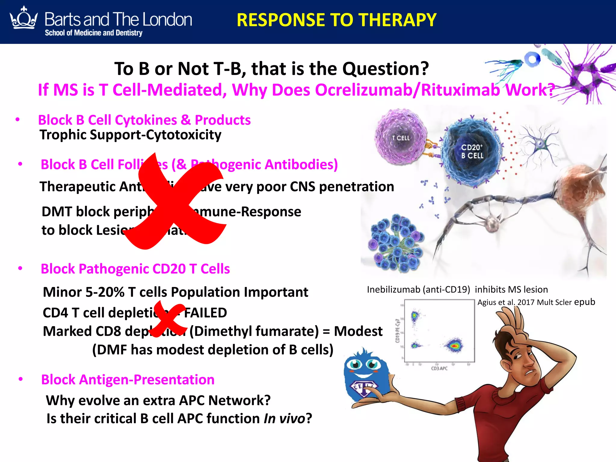 RESPONSE TO THERAPY
If MS is T Cell-Mediated, Why Does Ocrelizumab/Rituximab Work?
• Block B Cell Cytokines & Products
• Block Antigen-Presentation
Why evolve an extra APC Network?
• Block B Cell Follicles (& Pathogenic Antibodies)
Therapeutic Antibodies have very poor CNS penetration
Trophic Support-Cytotoxicity
DMT block peripheral Immune-Response
to block Lesion formation
Minor 5-20% T cells Population Important
• Block Pathogenic CD20 T Cells
Is their critical B cell APC function In vivo?
CD4 T cell depletion = FAILED
Marked CD8 depletion (Dimethyl fumarate) = Modest
(DMF has modest depletion of B cells)
To B or Not T-B, that is the Question?
Inebilizumab (anti-CD19) inhibits MS lesion
Agius et al. 2017 Mult Scler epub
 