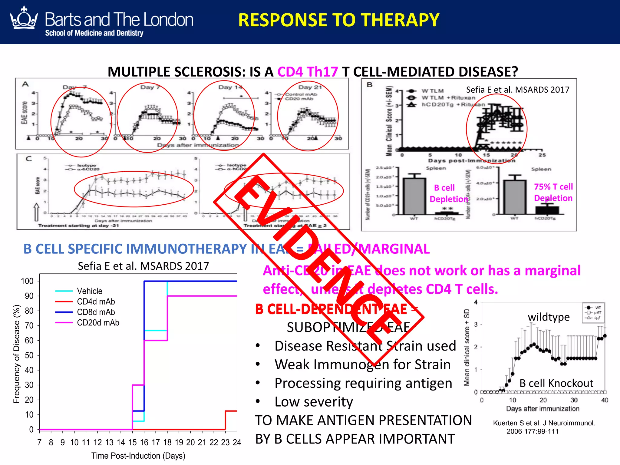 T CELL SPECIFIC IMMUNOTHERAPY IN MS = FAILED
• CD4 T CELL (~70%) DEPLETION WITH cM-T412 MARGINAL EFFECT- PERCEPTION = FAILED
• Th1 (IL-12/IL-23) T CELL INHIBITION WITH USTEKINUMAB-PERCEPTION = FAILED
• Th17 (IL-17) T CELL INHIBITION WITH SECUKINUMAB MARGINAL EFFECT-PERCEPTION = FAILED
B CELL-DEPENDENT EAE = RUBBISH EAE
IT IS SUBOPTIMIZED…TO MAKE ANTIGEN
PRESENTATION IMPORTANT
B CELL-DEPENDENT EAE =
SUBOPTIMIZED EAE
• Disease Resistant Strain used
• Weak Immunogen for Strain
• Processing requiring antigen
• Low severity
TO MAKE ANTIGEN PRESENTATION
BY B CELLS APPEAR IMPORTANT
UCL-INSTITUTE OF NEUROLOGY
Queen Square
UCL-INSTITUTE OF NEUROLOGY
Queen Square
UCL-INSTITUTE OF NEUROLOGY
Queen Square
MULTIPLE SCLEROSIS: IS A CD4 Th17 T CELL-MEDIATED DISEASE?
Time Post-Induction (Days)
7 8 9 10 11 12 13 14 15 16 17 18 19 20 21 22 23 24
FrequencyofDisease(%)
0
10
20
30
40
50
60
70
80
90
100
Vehicle
CD4d mAb
CD8d mAb
CD20d mAb
Anti-CD20 in EAE does not work or has a marginal
effect, unless it depletes CD4 T cells.
RESPONSE TO THERAPY
B CELL SPECIFIC IMMUNOTHERAPY IN EAE = FAILED/MARGINAL
75% T cell
Depletion
Sefia E et al. MSARDS 2017
Sefia E et al. MSARDS 2017
B cell Knockout
wildtype
Kuerten S et al. J Neuroimmunol.
2006 177:99-111
B cell
Depletion
 