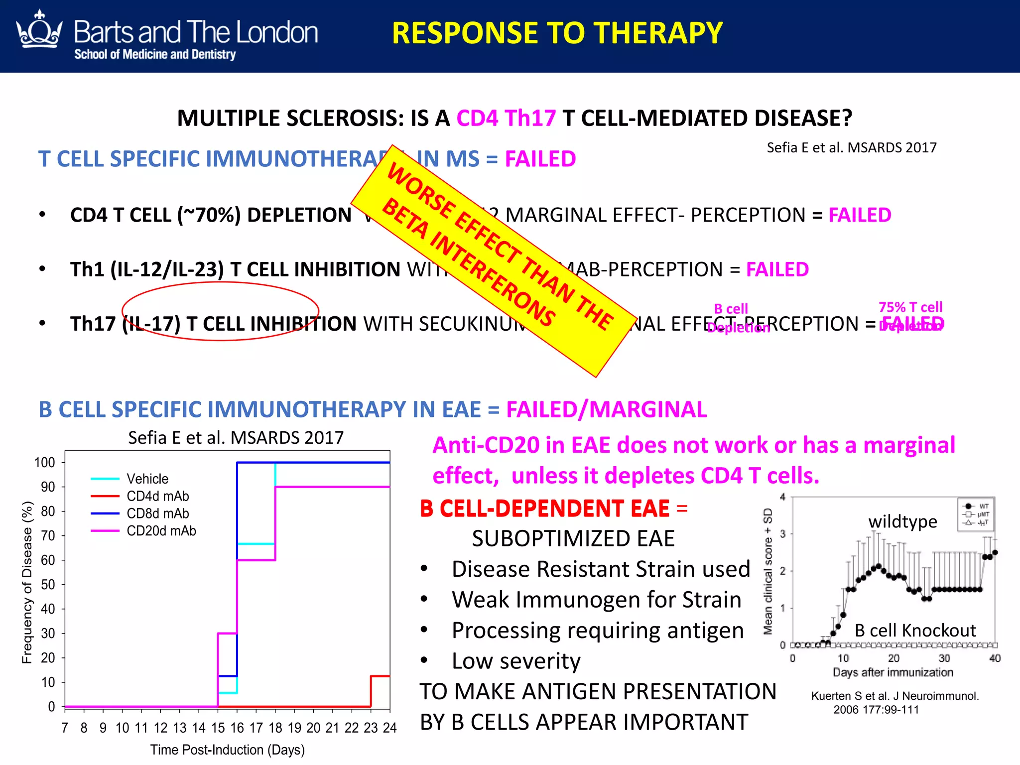 T CELL SPECIFIC IMMUNOTHERAPY IN MS = FAILED
• CD4 T CELL (~70%) DEPLETION WITH cM-T412 MARGINAL EFFECT- PERCEPTION = FAILED
• Th1 (IL-12/IL-23) T CELL INHIBITION WITH USTEKINUMAB-PERCEPTION = FAILED
• Th17 (IL-17) T CELL INHIBITION WITH SECUKINUMAB MARGINAL EFFECT-PERCEPTION = FAILED
B CELL-DEPENDENT EAE = RUBBISH EAE
IT IS SUBOPTIMIZED…TO MAKE ANTIGEN
PRESENTATION IMPORTANT
B CELL-DEPENDENT EAE =
SUBOPTIMIZED EAE
• Disease Resistant Strain used
• Weak Immunogen for Strain
• Processing requiring antigen
• Low severity
TO MAKE ANTIGEN PRESENTATION
BY B CELLS APPEAR IMPORTANT
UCL-INSTITUTE OF NEUROLOGY
Queen Square
UCL-INSTITUTE OF NEUROLOGY
Queen Square
UCL-INSTITUTE OF NEUROLOGY
Queen Square
MULTIPLE SCLEROSIS: IS A CD4 Th17 T CELL-MEDIATED DISEASE?
Time Post-Induction (Days)
7 8 9 10 11 12 13 14 15 16 17 18 19 20 21 22 23 24
FrequencyofDisease(%)
0
10
20
30
40
50
60
70
80
90
100
Vehicle
CD4d mAb
CD8d mAb
CD20d mAb
Anti-CD20 in EAE does not work or has a marginal
effect, unless it depletes CD4 T cells.
RESPONSE TO THERAPY
B CELL SPECIFIC IMMUNOTHERAPY IN EAE = FAILED/MARGINAL
75% T cell
Depletion
Sefia E et al. MSARDS 2017
Sefia E et al. MSARDS 2017
B cell Knockout
wildtype
Kuerten S et al. J Neuroimmunol.
2006 177:99-111
B cell
Depletion
 