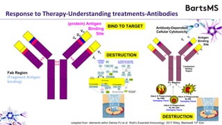 (protein) Antigen
Binding
Site
-S-S-
-S-S-
VH
DH
JH
VL
JL
Fc Region
Complement
Binding
Region
BINDS TO
PHAGOCYTES
INNATE HELP
INNATE
HELP
Fab Region
(Fragment Antigen
binding)
Antibody-Dependent
Cellular Cytotoxicity
Adapted from elements within Delves PJ et al Roitt’s Essential Immunology 2017 Wiley, Blackwell 13th Edn
BIND TO TARGET
DESTRUCTION
DESTRUCTION
Response to Therapy-Understanding treatments-Antibodies
 