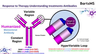 Rodent
Monoclonal
Antibody
ChimericHumanized
Response to Therapy-Understanding treatments-Antibodies
Constant
Region
HyperVariable Loop
Target of
Antibody
Variable
Region
-XiMab
Infliximab (anti-TNF)
Rituximab (anti-CD20)
-ZuMab
Certolizumab (anti-TNF)
Ocrelizumab (anti-CD20)
-MuMab
Adalimumab (anti-TNF)
Ofatumumab (anti-CD20)
Compounds in (red) are not (currently) indicated for multiple sclerosis1
Compounds in (green) are (currently) indicated for multiple sclerosis1
Li = immune target
Tu = Tumour target
1.https://en.wikipedia.org/wiki/List_of_therapeutic_monoclonal_antibodies
Rodent ProteinHuman Protein
 