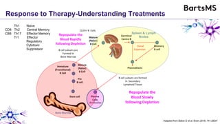 Response to Therapy-Understanding Treatments
Memory
B cell
Mature
(Naïve)
B Cell
Immature
(Transitional)
B Cell
Plasmablasts
Germinal
Centre B
Clonal
Expansion
Spleen & Lymph
Nodes
Bone Marrow
Plasma
Cells
Pre
B cell
Antibodies
Mature
(Naïve)
B Cell
Stem cell
B cell subsets are
Formed In
Bone Marrow
B cell subsets are formed
in Secondary
Lymphoid Tissue
Repopulate the
Blood Rapidly
following Depletion
Repopulate the
Blood Slowly
following Depletion
CD19+ B Cells
Th1 Naive
CD4 Th2 Central Memory
CB8 Th17 Effector Memory
Tr1 Effector
Regulatory
Cytotoxic
Suppressor
Adapted from Baker D et al. Brain 2018; 141:28341
 