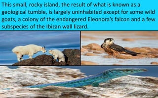 This small, rocky island, the result of what is known as a 
geological tumble, is largely uninhabited except for some wild 
goats, a colony of the endangered Eleonora’s falcon and a few 
subspecies of the Ibizan wall lizard. 
58 
 
