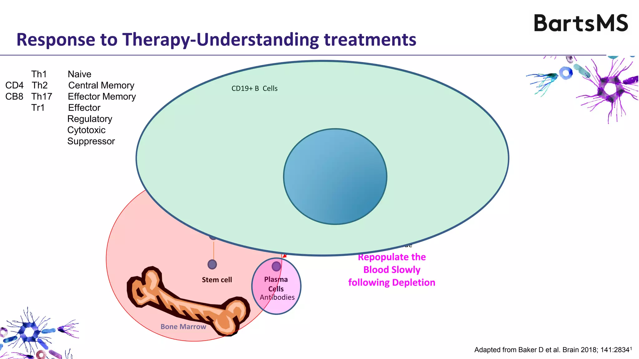 Memory
B cell
Mature
(Naïve)
B Cell
Immature
(Transitional)
B Cell
Plasmablasts
Germinal
Centre B
Clonal
Expansion
Spleen & Lymph
Nodes
Bone Marrow
Plasma
Cells
Pre
B cell
Antibodies
Mature
(Naïve)
B Cell
Stem cell
B cell subsets are
Formed In
Bone Marrow
B cell subsets are formed
in Secondary
Lymphoid Tissue
Repopulate the
Blood Rapidly
following Depletion
Repopulate the
Blood Slowly
following Depletion
CD19+ B Cells
Adapted from Baker D et al. Brain 2018; 141:28341
Response to Therapy-Understanding treatments
Th1 Naive
CD4 Th2 Central Memory
CB8 Th17 Effector Memory
Tr1 Effector
Regulatory
Cytotoxic
Suppressor
 