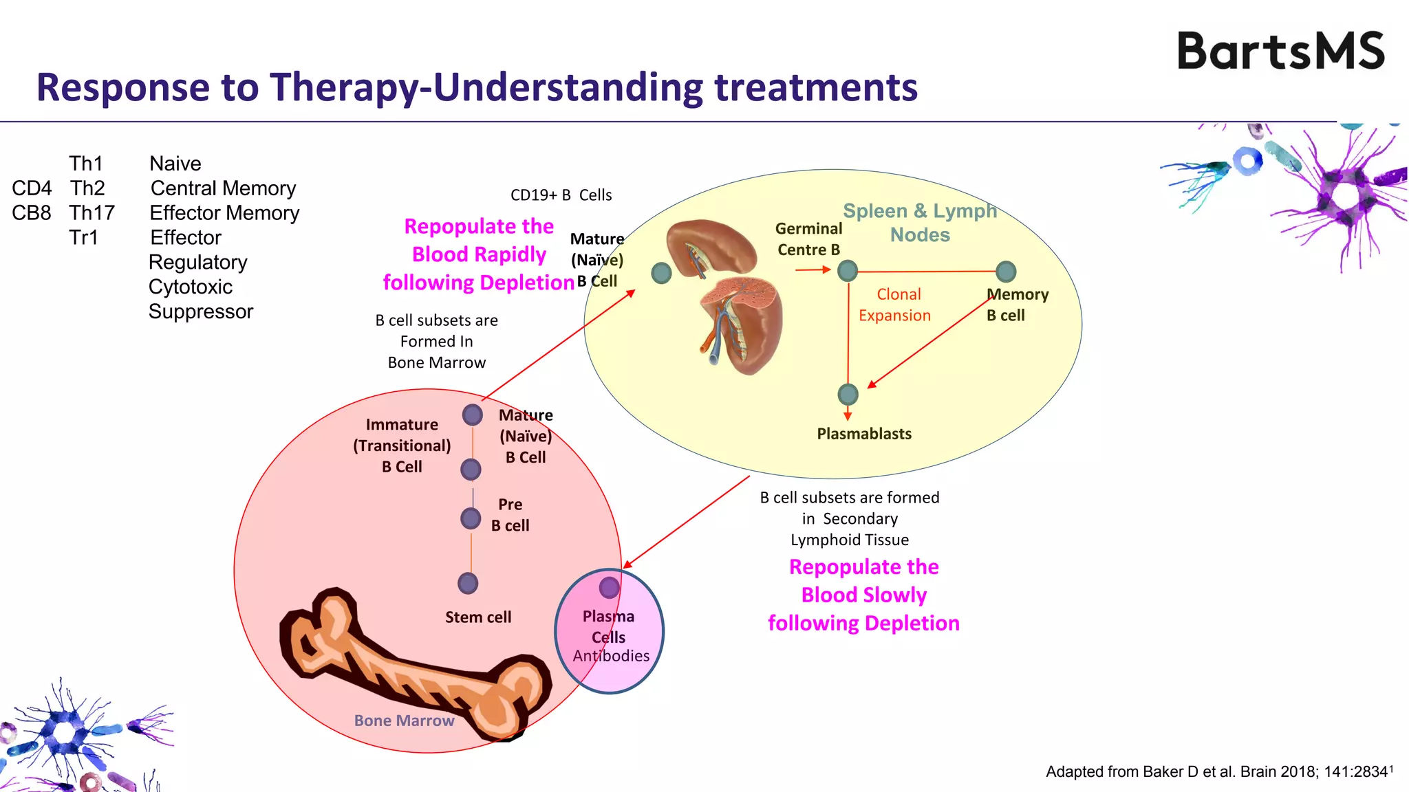Memory
B cell
Mature
(Naïve)
B Cell
Immature
(Transitional)
B Cell
Plasmablasts
Germinal
Centre B
Clonal
Expansion
Spleen & Lymph
Nodes
Bone Marrow
Plasma
Cells
Pre
B cell
Antibodies
Mature
(Naïve)
B Cell
Stem cell
B cell subsets are
Formed In
Bone Marrow
B cell subsets are formed
in Secondary
Lymphoid Tissue
Repopulate the
Blood Rapidly
following Depletion
Repopulate the
Blood Slowly
following Depletion
CD19+ B Cells
Adapted from Baker D et al. Brain 2018; 141:28341
Response to Therapy-Understanding treatments
Th1 Naive
CD4 Th2 Central Memory
CB8 Th17 Effector Memory
Tr1 Effector
Regulatory
Cytotoxic
Suppressor
 