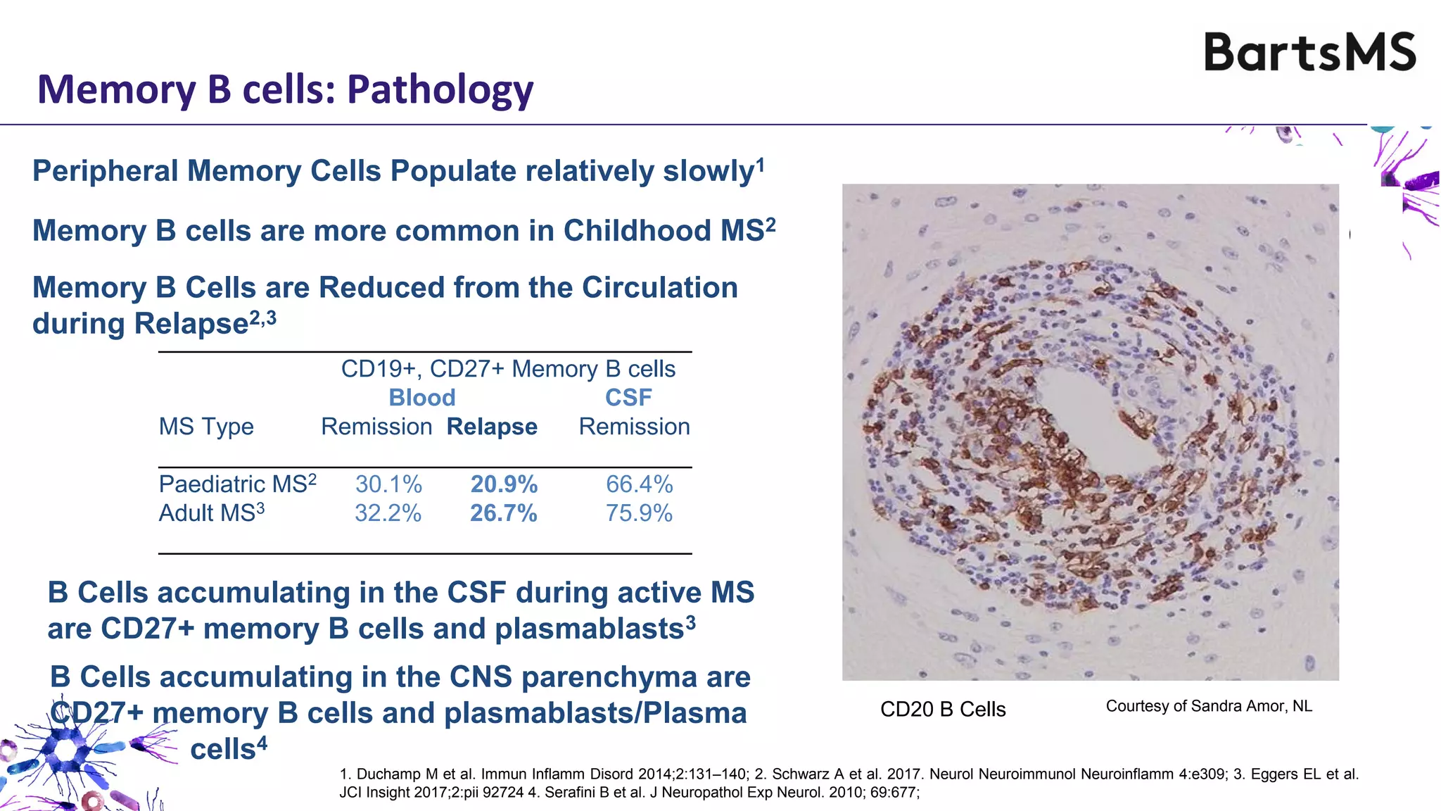 Memory B cells: Pathology
Peripheral Memory Cells Populate relatively slowly1
B Cells accumulating in the CSF during active MS
are CD27+ memory B cells and plasmablasts3
________________________________________
CD19+, CD27+ Memory B cells
Blood CSF
MS Type Remission Relapse Remission
________________________________________
Paediatric MS2 30.1% 20.9% 66.4%
Adult MS3 32.2% 26.7% 75.9%
________________________________________
Memory B cells are more common in Childhood MS2
Memory B Cells are Reduced from the Circulation
during Relapse2,3
Memory B cells
Population in Western Societies
is relatively Slow
Duchamp M et al. Immun Inflamm 2014: 2:1311
Childhood
(1-13year)
PercentageofMemoryBcells+SD
0
10
20
30
40
50
60
Healthy
multiple sclerosis
Adolescent
(14-17year)
Adult
(25-55 year)
Adult
Onset
Paediatric
Onset
Schwarz A et al. 2017. Neurol Neuroimmunol Neuroinflamm 4:e3092
Memory B cells appear in paediatric MS
more rapidly than during aging
Memory B cells are the Major B cell Subset
Entering the CNS During MS
Image from Eggers EL et al. JCI Insight 2017;
2:pii 927243
1. Duchamp M et al. Immun Inflamm Disord 2014;2:131–140; 2. Schwarz A et al. 2017. Neurol Neuroimmunol Neuroinflamm 4:e309; 3. Eggers EL et al.
JCI Insight 2017;2:pii 92724 4. Serafini B et al. J Neuropathol Exp Neurol. 2010; 69:677;
B Cells accumulating in the CNS parenchyma are
CD27+ memory B cells and plasmablasts/Plasma
cells4
Courtesy of Sandra Amor, NLCD20 B Cells
 