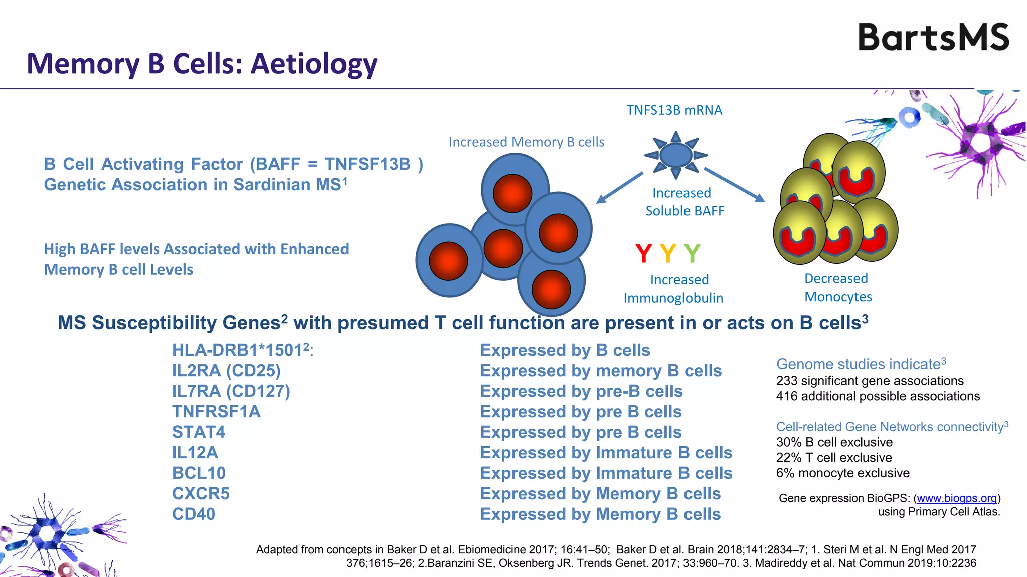 Memory B Cells: Aetiology
B Cell Activating Factor (BAFF = TNFSF13B )
Genetic Association in Sardinian MS1
High BAFF levels Associated with Enhanced
Memory B cell Levels
MS Susceptibility Genes2 with presumed T cell function are present in or acts on B cells3
HLA-DRB1*15012: Expressed by B cells
IL2RA (CD25) Expressed by memory B cells
IL7RA (CD127) Expressed by pre-B cells
TNFRSF1A Expressed by pre B cells
STAT4 Expressed by pre B cells
IL12A Expressed by Immature B cells
BCL10 Expressed by Immature B cells
CXCR5 Expressed by Memory B cells
CD40 Expressed by Memory B cells
Monocytes
Increased
Immunoglobulin
Decreased
Monocytes
Increased Memory B cells
Increased
Soluble BAFF
Y Y Y
TNFS13B mRNA
Gene expression BioGPS: (www.biogps.org)
using Primary Cell Atlas.
Adapted from concepts in Baker D et al. Ebiomedicine 2017; 16:41–50; Baker D et al. Brain 2018;141:2834–7; 1. Steri M et al. N Engl Med 2017
376;1615–26; 2.Baranzini SE, Oksenberg JR. Trends Genet. 2017; 33:960–70. 3. Madireddy et al. Nat Commun 2019:10:2236
Genome studies indicate3
233 significant gene associations
416 additional possible associations
Cell-related Gene Networks connectivity3
30% B cell exclusive
22% T cell exclusive
6% monocyte exclusive
 