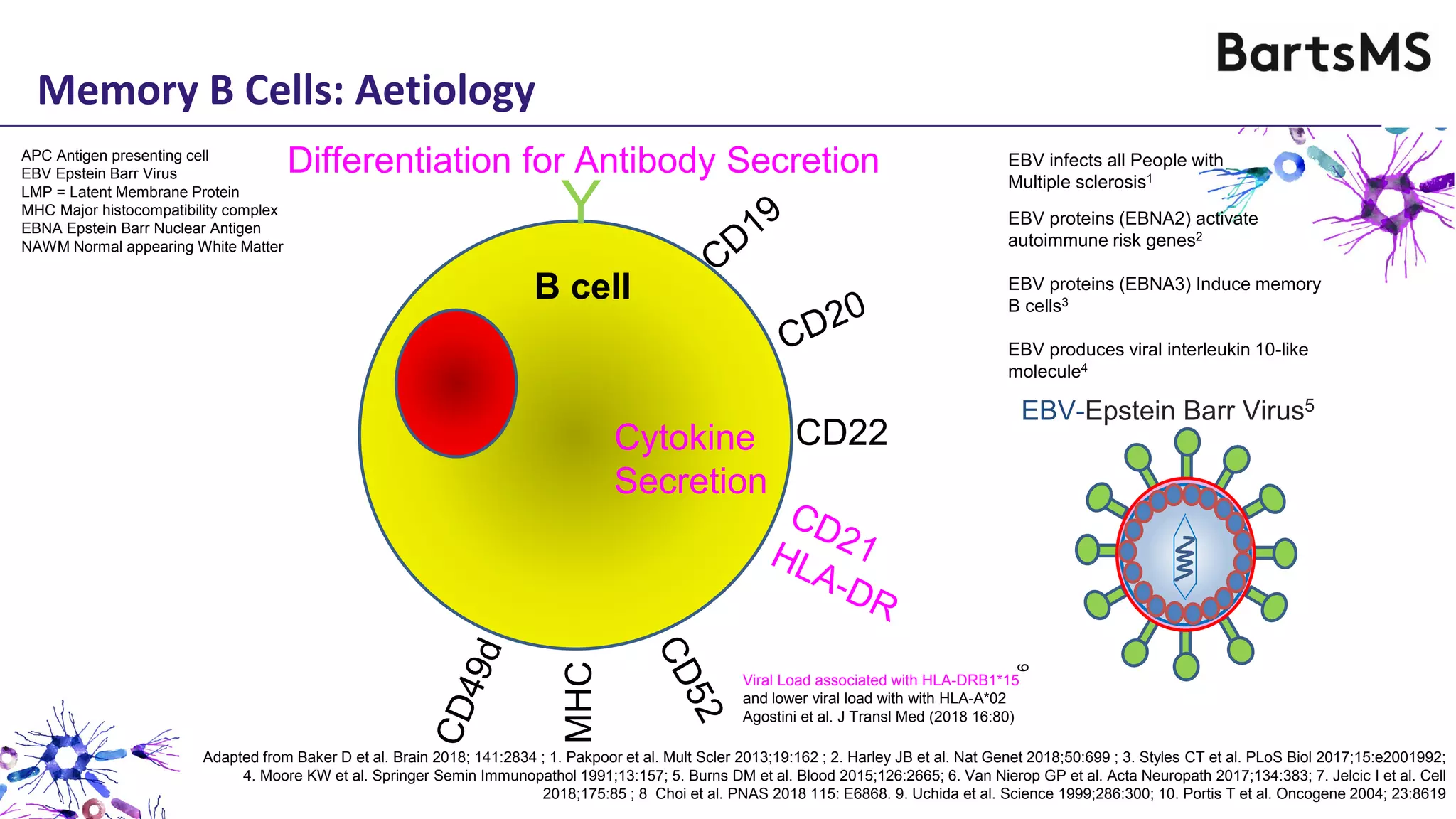 Differentiation for Antibody Secretion
Cytokine
Secretion
B cell
CD22
MHC
Y
EBV-Epstein Barr Virus5
EBV infects all People with
Multiple sclerosis1
EBV proteins (EBNA2) activate
autoimmune risk genes2
EBV proteins (EBNA3) Induce memory
B cells3
EBV produces viral interleukin 10-like
molecule4
APC Antigen presenting cell
EBV Epstein Barr Virus
LMP = Latent Membrane Protein
MHC Major histocompatibility complex
EBNA Epstein Barr Nuclear Antigen
NAWM Normal appearing White Matter
Adapted from Baker D et al. Brain 2018; 141:2834 ; 1. Pakpoor et al. Mult Scler 2013;19:162 ; 2. Harley JB et al. Nat Genet 2018;50:699 ; 3. Styles CT et al. PLoS Biol 2017;15:e2001992;
4. Moore KW et al. Springer Semin Immunopathol 1991;13:157; 5. Burns DM et al. Blood 2015;126:2665; 6. Van Nierop GP et al. Acta Neuropath 2017;134:383; 7. Jelcic I et al. Cell
2018;175:85 ; 8 Choi et al. PNAS 2018 115: E6868. 9. Uchida et al. Science 1999;286:300; 10. Portis T et al. Oncogene 2004; 23:8619
6
Memory B Cells: Aetiology
Viral Load associated with HLA-DRB1*15
and lower viral load with with HLA-A*02
Agostini et al. J Transl Med (2018 16:80)
 