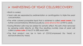 ➢ HARVESTING OF YEAST CELLS/RECOVERY:
▪ Broth is cooled.
▪ Yeast cells are separated by sedimentation or centrifugation to triple the yeast
concentration.
▪ The white colored pumpable liquid that is obtained is called yeast cream, it is
further concentrated by filtration(usually by plate &frame filter or RVF is used).
▪ During filtration salts may be added for osmotic effect, this salt is then removed
by spraying water directly on filter thus resulting crumbly mass of yeast cell
called as press cake .It has 27 to 28% yeast solid.
▪ The final product can be in form of CDY(Compressed Dry Yeast) or
ADY(Activated Dry Yeast)
 