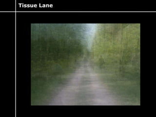 Tissue Lane 