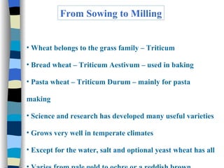 From Sowing to Milling Wheat belongs to the grass family – Triticum Bread wheat – Triticum Aestivum – used in baking Pasta wheat – Triticum Durum – mainly for pasta making Science and research has developed many useful varieties Grows very well in temperate climates Except for the water, salt and optional yeast wheat has all Varies from pale gold to ochre or a reddish brown 
