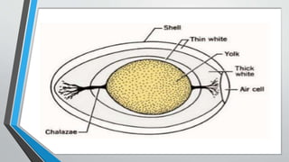 baking ingredients and its functions [Autosaved].pptx