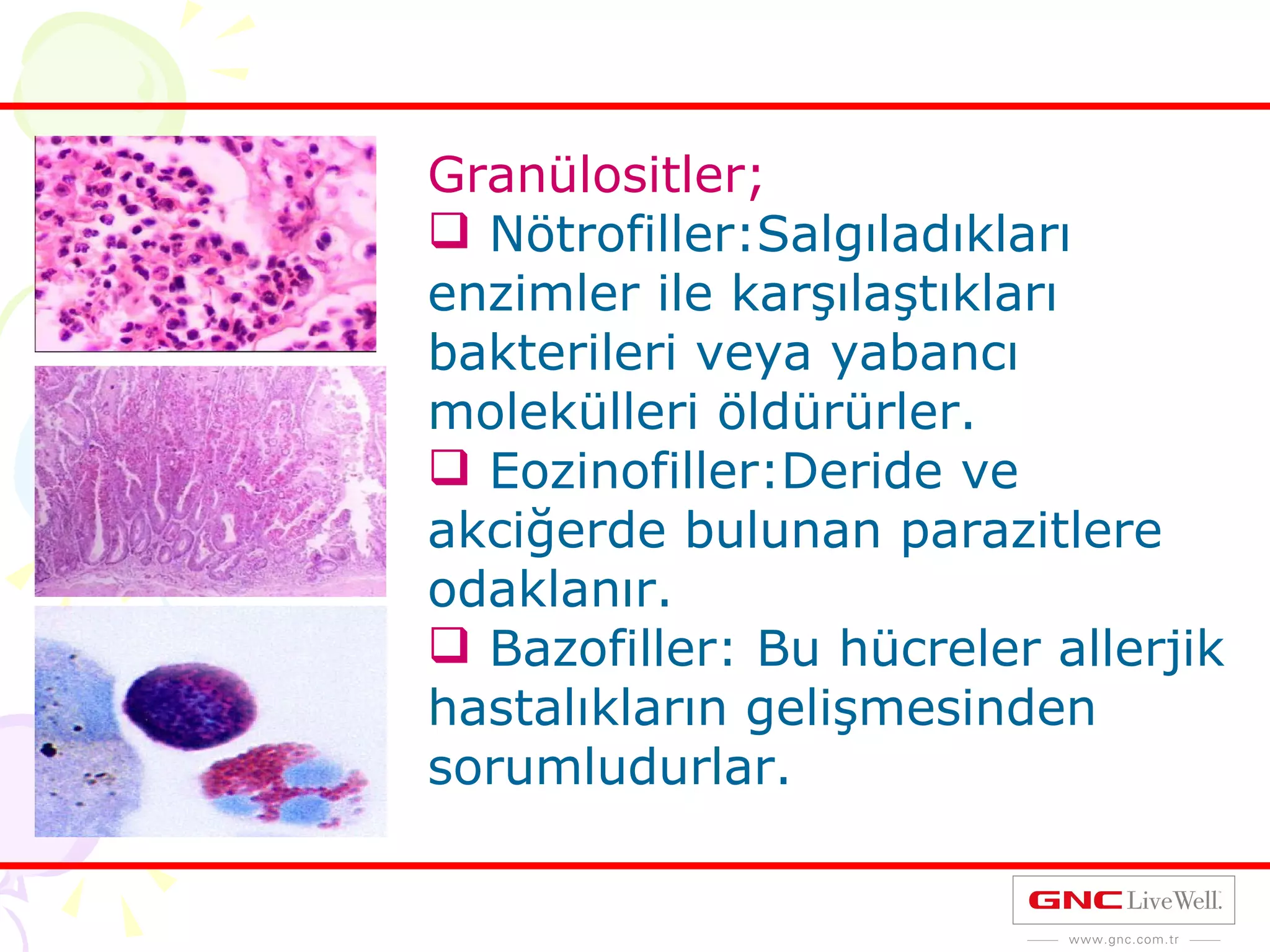 Granülositler; Nötrofiller:Salgıladıkları enzimler ile karşılaştıkları bakterileri veya yabancı molekülleri öldürürler. Eozinofiller:Deride ve akciğerde bulunan parazitlere odaklanır. Bazofiller: Bu hücreler allerjik hastalıkların gelişmesinden sorumludurlar. 