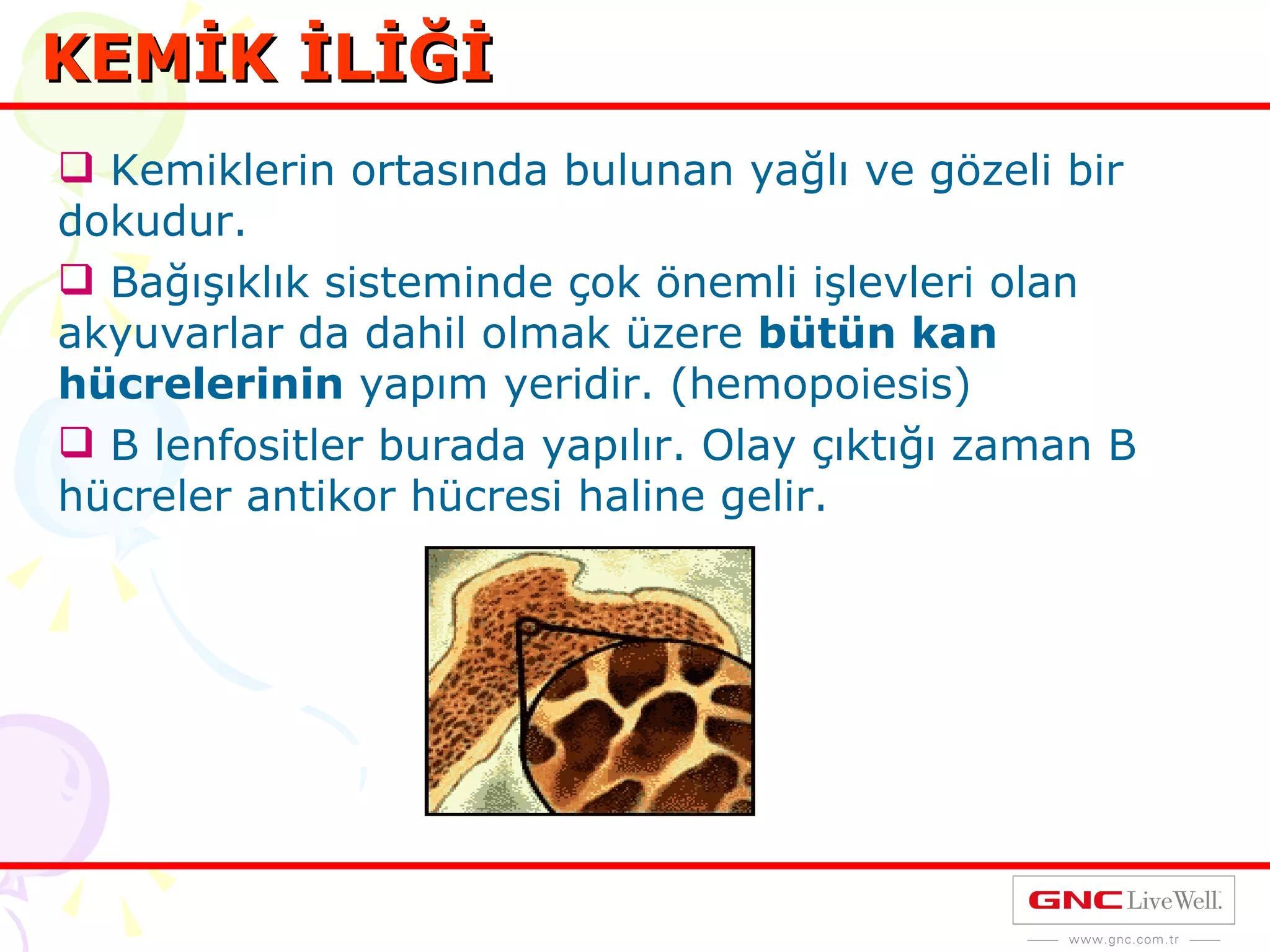 KEMİK İLİĞİ Kemiklerin ortasında bulunan yağlı ve gözeli bir dokudur.  Bağışıklık sisteminde çok önemli işlevleri olan akyuvarlar da dahil olmak üzere  bütün kan hücrelerinin  yapım yeridir. (hemopoiesis) B lenfositler burada yapılır. Olay çıktığı zaman B hücreler antikor hücresi haline gelir. 