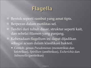 <ul><li>Bentuk seperti rambut yang amat tipis. </li></ul><ul><li>Berperan dalam motilitas sel. </li></ul><ul><li>Terdiri d...