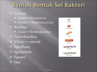 <ul><li>Coccus </li></ul><ul><ul><li>Chain = Streptoccus </li></ul></ul><ul><ul><li>Cluster = Staphylococcus </li></ul></u...