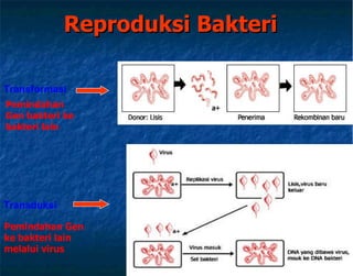 Reproduksi Bakteri Transformasi   Transduksi  Pemindahan Gen bakteri ke bakteri lain Pemindahan Gen ke bakteri lain melalui virus 