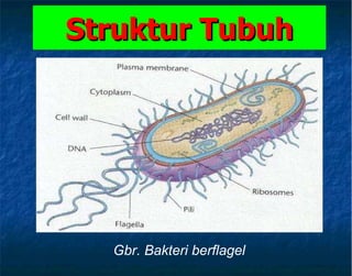 S truktur Tubuh Gbr. Bakteri berflagel 