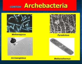 CONTOH   A rchebacteria   Methanopyrus Pyrodictium Archaeoglobus Methanothermus 