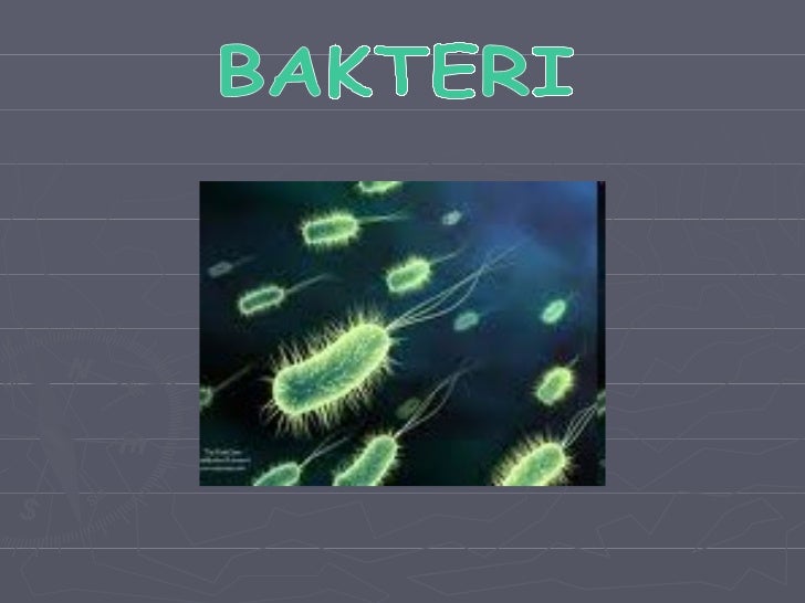 Bakteri