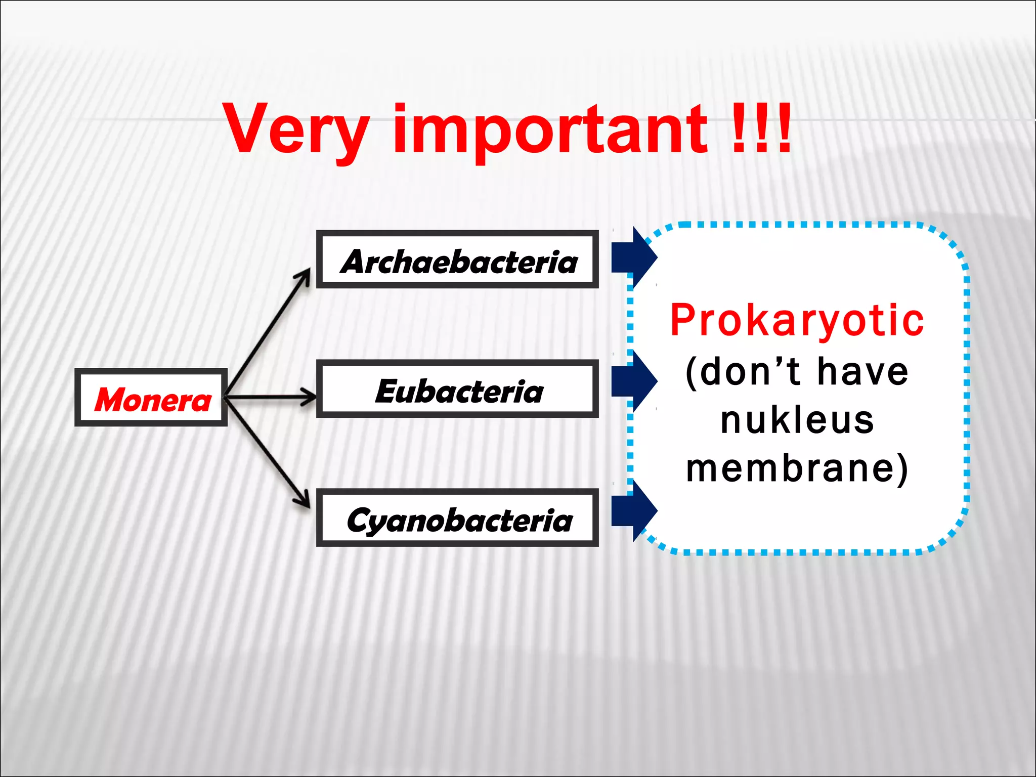 Kingdom monera eubacteria (93) foto